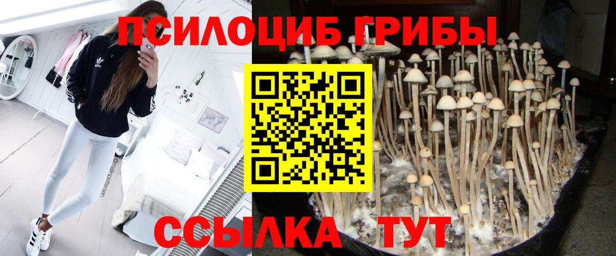 Псилоцибиновые грибы Psilocybine cubensis  Вход с VPN  Малоярославец 